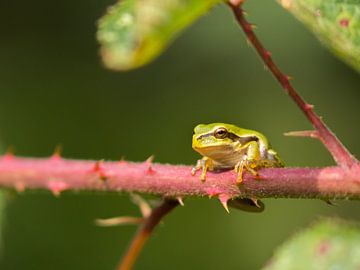 Belgian Tree Frog
