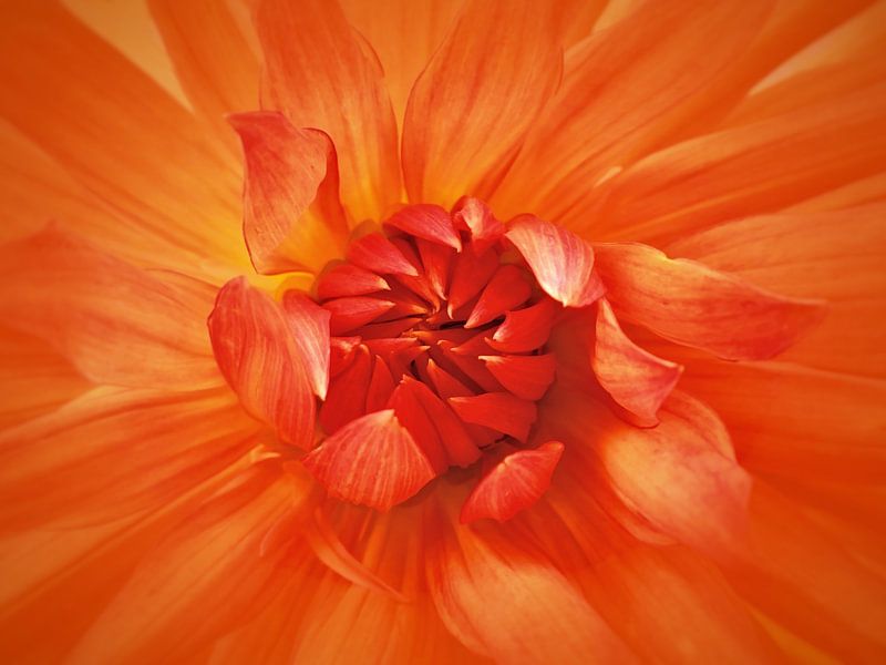 Oranje dahlia von Maickel Dedeken