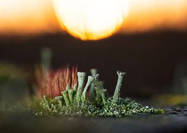 Korstmossen met ondergaande Zon