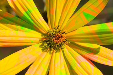 Zonnehoed, bloemen, abstract, (Rudbeckia fulgida)