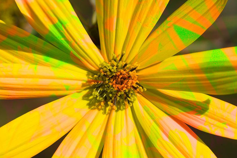 Sun hat, flowers, abstract, (Rudbeckia fulgida) by Torsten Krüger