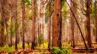 Landschap Yosemity National Park in Californië sequoia's van Dieter Walther thumbnail