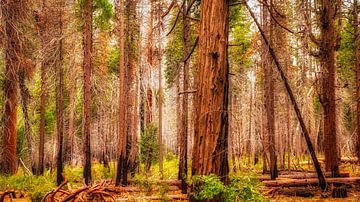 Landschap Yosemity National Park in Californië sequoia's van Dieter Walther