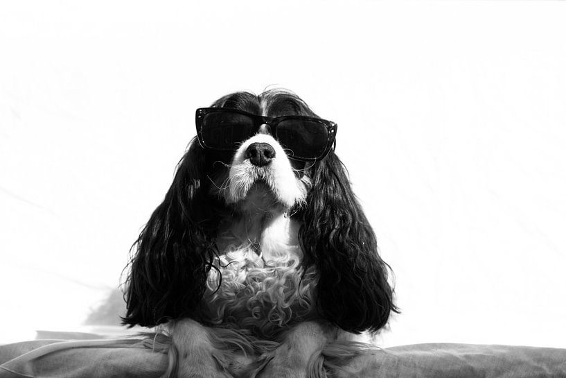 hond met zonnebril van Robin Steen