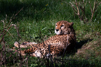 Cheetah