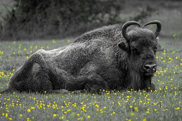 Een imposante wisent (bizon) liggend in het gras. van GiPanini