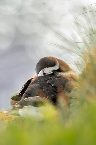 Papegaaiduiker IJsland