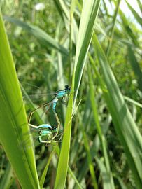 de prachtige libellen  by Gijs Van son
