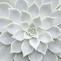 White Succulent
