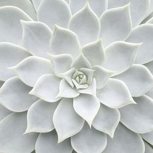 White Succulent van David Potter