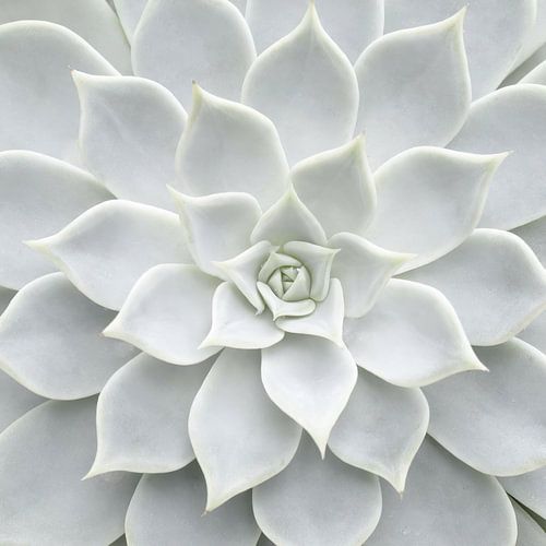 Succulent blanc