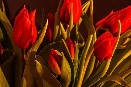 Red tulips
