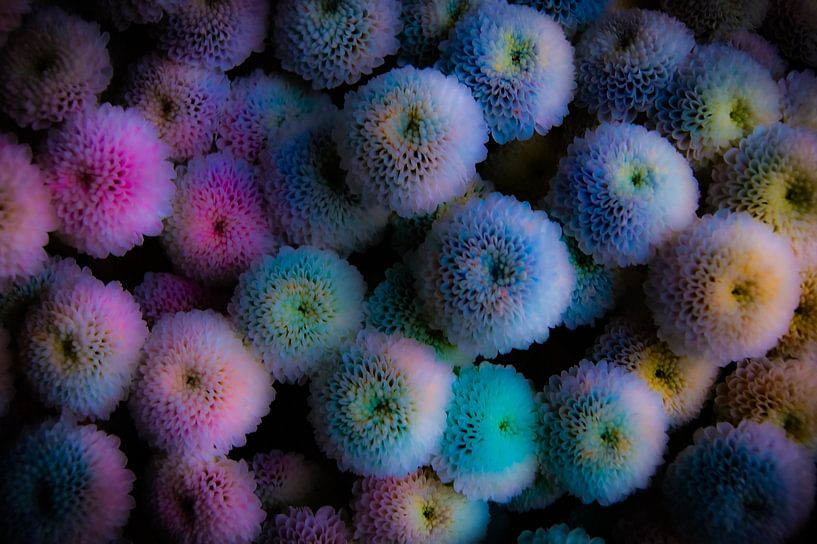 Dahlia abstract van Niek Traas