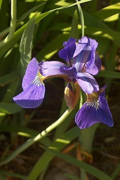 paars van ton langbroek