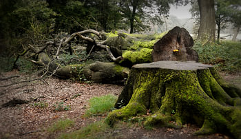 Whispering  Wood