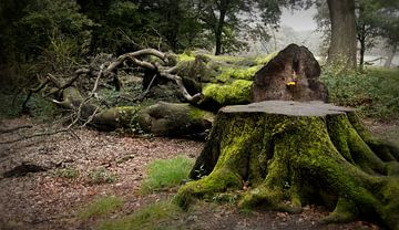 Whispering  Wood