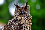 Owl by Henk Langerak thumbnail