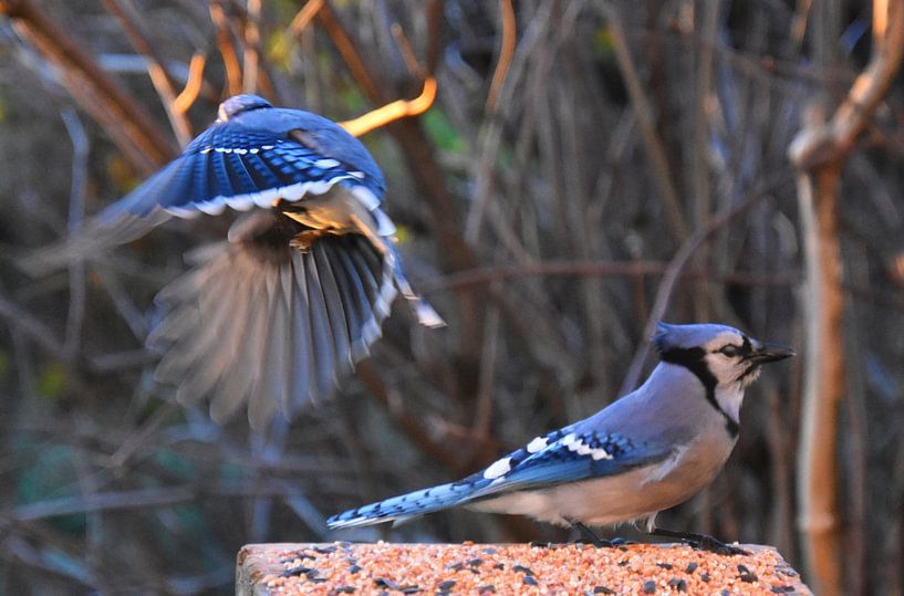 Blue jays at the feeder by Claude Laprise