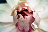 Paarse / witte Lotus bladeren van dichtbij in de Amazone jungle van Peru van John Ozguc thumbnail