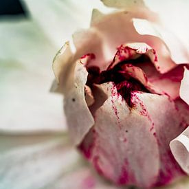 Purple / white Lotus leaves close up in the Amazonian jungle of Peru by John Ozguc