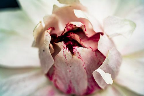 Paarse / witte Lotus bladeren van dichtbij in de Amazone jungle van Peru van John Ozguc