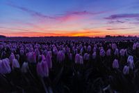 Tulip field at sunset