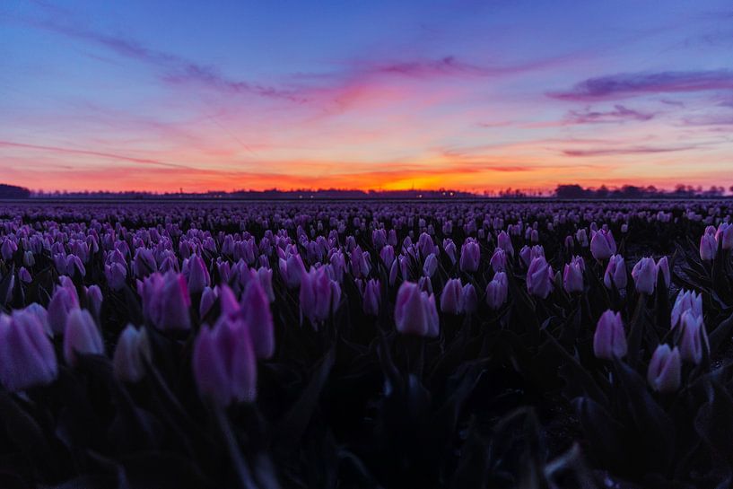 Tulpenfeld bei Sonnenuntergang von Rina Kommer
