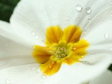 Wassertropfen in einer Blume von Daniëlle Eibrink Jansen