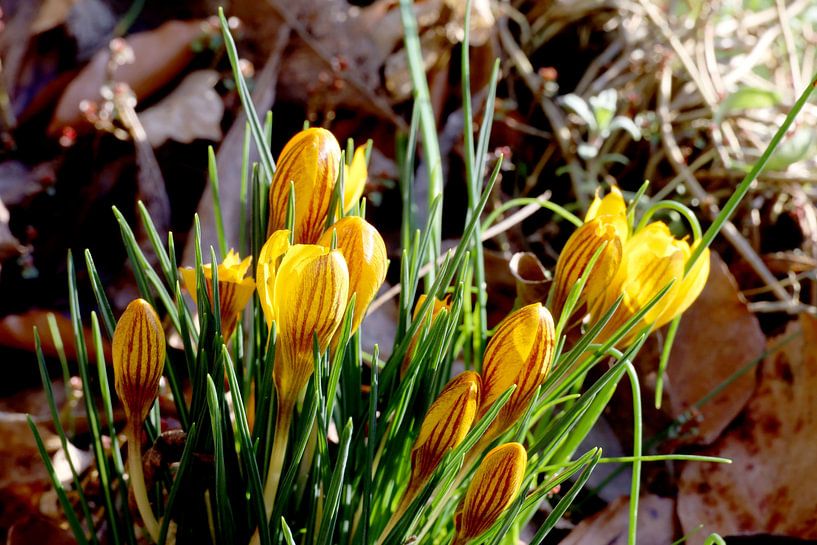 Frühling mit Krokusstrauß von foto by rob spruit