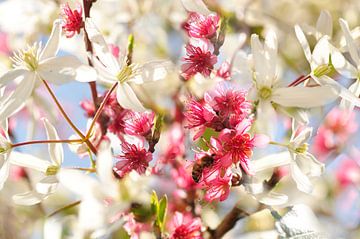 Frühlingsblühender Pfirsichbaum und Clematis von Corinne Welp