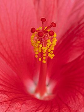 Hibiscus van Jerry Bouwmeester