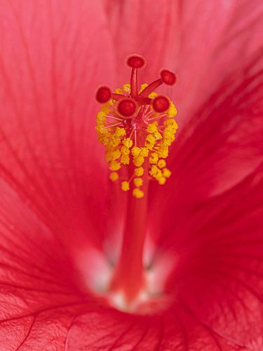 Hibiscus