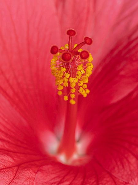Hibiscus by Jerry Bouwmeester