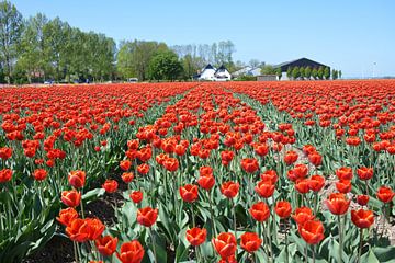 Champ de tulipes rouges dans le Polder nord-est de Flevoland sur My Footprints