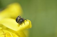 Insects