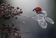 Ladybird sur hortensia., Ellen van Deelen par 1x Aperçu
