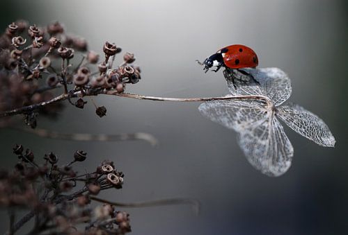 Coccinelle sur un hortensia.