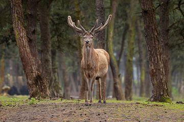 Majestic Red Deer in Wooded Surroundings by Triki Photography