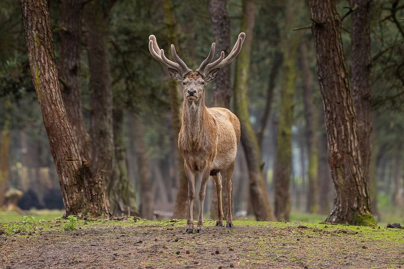 Cerf majestueux dans un environnement boisé par Triki Photography