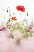 Coquelicots dans le domaine