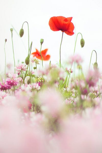 Poppies in the field by Bob Daalder