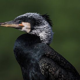 Aalscholver : Ouwehands Dierenpark van Loek Lobel