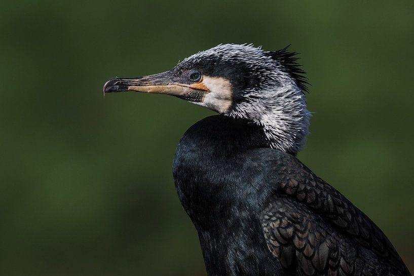 Cormoran : Ouwehands Dierenpark par Loek Lobel