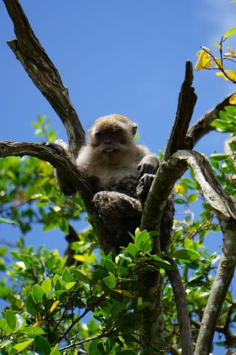 "A peaceful moment high above the world: The relaxed Lion Macaque enjoys peace and quiet against a brilliant blue sky in the lush treetops of the Thai jungle."