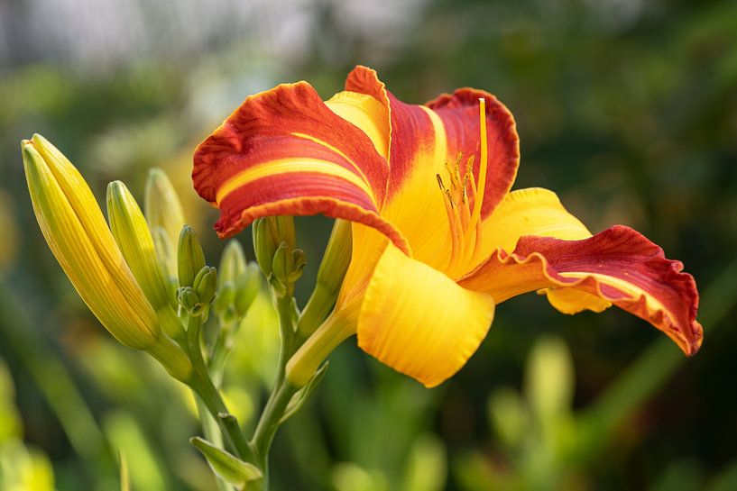Daglelie, Hemerocallis van Alexander Ludwig
