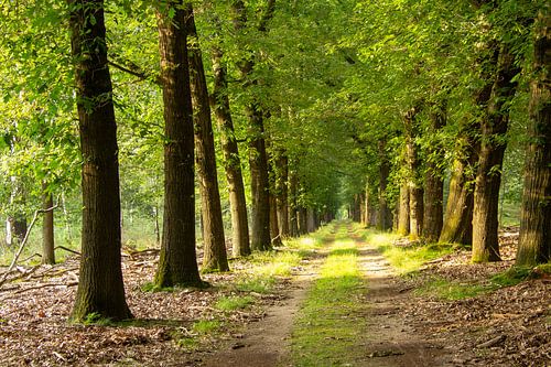 Bospad op de Veluwe in Nederland, tijdens het gouden uur