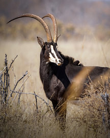 Säbelantilope von Tom Zwerver