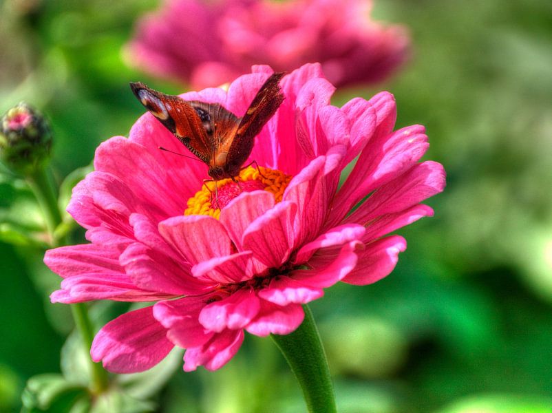 Pauw vlinder op een bloem van Edgar Schermaul