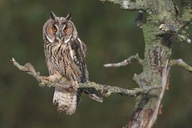 Long-eared Owl (Asio otus) by Ronald Pol