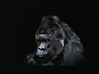 Gorilla
